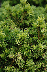Tompa Dwarf Spruce (Picea abies 'Tompa') at Harvard Nursery