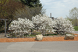 Royal Star Magnolia (Magnolia stellata 'Royal Star') at Harvard Nursery