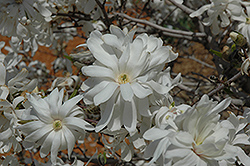 Royal Star Magnolia (Magnolia stellata 'Royal Star') at Harvard Nursery