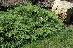 Russian Cypress (Microbiota decussata) at Harvard Nursery
