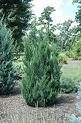 Blue Point Juniper (Juniperus chinensis 'Blue Point') at Harvard Nursery