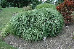 Adagio Maiden Grass (Miscanthus sinensis 'Adagio') at Harvard Nursery