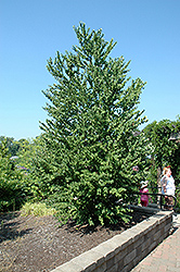 Katsura Tree (Cercidiphyllum japonicum) at Harvard Nursery