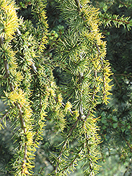 Weeping Golden Deodar Cedar (Cedrus deodara 'Aurea Pendula') at Harvard Nursery