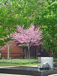 Eastern Redbud (tree form) (Cercis canadensis '(tree form)') at Harvard Nursery