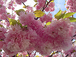 Kwanzan Flowering Cherry (Prunus serrulata 'Kwanzan') at Harvard Nursery