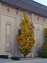 Columnar Norway Maple (Acer platanoides 'Columnare') at Harvard Nursery