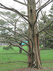 Dawn Redwood (Metasequoia glyptostroboides) at Harvard Nursery