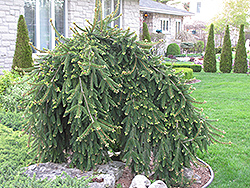 Weeping Norway Spruce (Picea abies 'Pendula') at Harvard Nursery