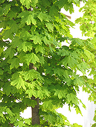 Columnar Norway Maple (Acer platanoides 'Columnare') at Harvard Nursery