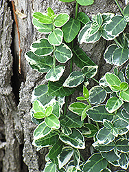 Emerald Gaiety Wintercreeper (Euonymus fortunei 'Emerald Gaiety') at Harvard Nursery