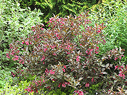 Midnight Wine Weigela (Weigela florida 'Elvera') at Harvard Nursery