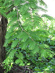 Dawn Redwood (Metasequoia glyptostroboides) at Harvard Nursery