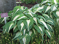 Night Before Christmas Hosta (Hosta 'Night Before Christmas') at Harvard Nursery