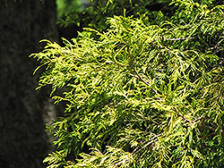 Golden Threadleaf Falsecypress (Chamaecyparis pisifera 'Filifera Aurea') at Harvard Nursery