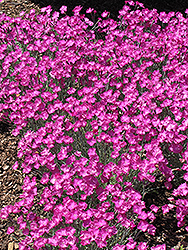 Firewitch Pinks (Dianthus gratianopolitanus 'Firewitch') at Harvard Nursery