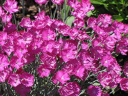 Firewitch Pinks (Dianthus gratianopolitanus 'Firewitch') at Harvard Nursery