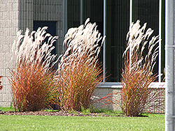 Flame Grass (Miscanthus sinensis 'Purpurascens') at Harvard Nursery