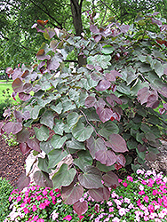Forest Pansy Redbud (Cercis canadensis 'Forest Pansy') at Harvard Nursery