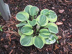 Frosted Mouse Ears Hosta (Hosta 'Frosted Mouse Ears') at Harvard Nursery