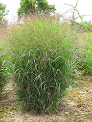 Prairie Sky Switch Grass (Panicum virgatum 'Prairie Sky') at Harvard Nursery