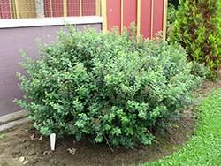 Tor Spirea (Spiraea betulifolia 'Tor') at Harvard Nursery