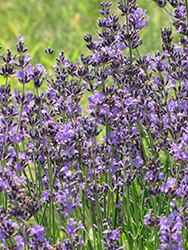 English Lavender (Lavandula angustifolia) at Harvard Nursery