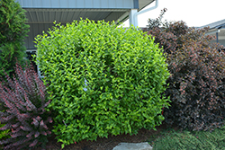 White Chiffon Rose of Sharon (Hibiscus syriacus 'Notwoodtwo') at Harvard Nursery