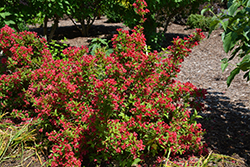 Sonic Bloom Red Reblooming Weigela (Weigela florida 'Verweig 6') at Harvard Nursery