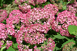 Invincibelle Ruby Hydrangea (Hydrangea arborescens 'NCHA3') at Harvard Nursery