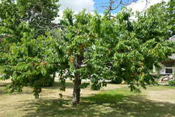 Bing Cherry (Prunus avium 'Bing') at Harvard Nursery