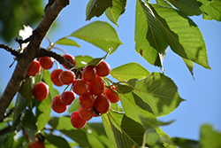 Rainier Cherry (Prunus avium 'Rainier') at Harvard Nursery