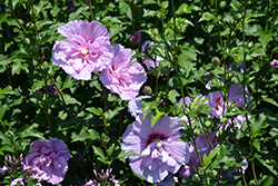 Lavender Chiffon Rose Of Sharon (Hibiscus syriacus 'Notwoodone') at Harvard Nursery