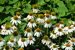 PowWow White Coneflower (Echinacea purpurea 'PowWow White') at Harvard Nursery