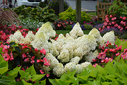 Little Lime Hydrangea (Hydrangea paniculata 'Jane') at Harvard Nursery