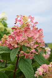 Quick Fire Hydrangea (tree form) (Hydrangea paniculata 'Bulk') at Harvard Nursery