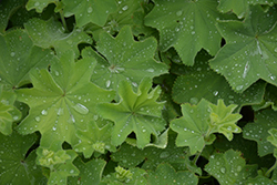 Lady's Mantle (Alchemilla mollis) at Harvard Nursery