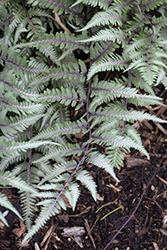 Godzilla Giant Japanese Painted Fern (Athyrium 'Godzilla') at Harvard Nursery