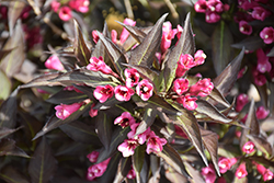 Midnight Wine Weigela (Weigela florida 'Elvera') at Harvard Nursery