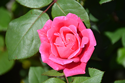 Pink Double Knock Out Rose (Rosa 'Radtkopink') at Harvard Nursery