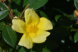 Sunny Knock Out Rose (Rosa 'Radsunny') at Harvard Nursery