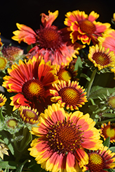 Arizona Sun Blanket Flower (Gaillardia x grandiflora 'Arizona Sun') at Harvard Nursery