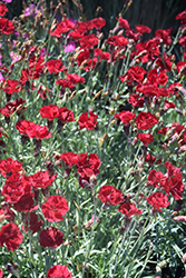 Fire Star Pinks (Dianthus 'Devon Xera') at Harvard Nursery