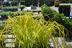 Bowles' Golden Sedge (Carex elata 'Bowles Golden') at Harvard Nursery