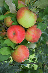 Honeycrisp Apple (Malus 'Honeycrisp') at Harvard Nursery