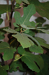 Chicago Hardy Fig (Ficus carica 'Chicago Hardy') at Harvard Nursery