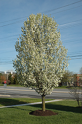 Redspire Ornamental Pear (Pyrus calleryana 'Redspire') at Harvard Nursery