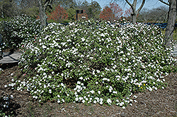Compact Koreanspice Viburnum (Viburnum carlesii 'Compactum') at Harvard Nursery