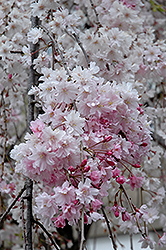 Double Pink Weeping Higan Cherry (Prunus subhirtella 'Pendula Plena Rosea') at Harvard Nursery