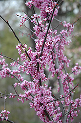Forest Pansy Redbud (Cercis canadensis 'Forest Pansy') at Harvard Nursery